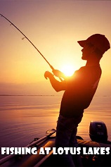 大明湖畔荷花釣魚